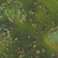 CG716 Pagoda Green