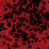 CG984 Ladybug